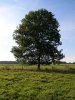 300px-Ash_Tree_-_geograph.org.uk_-_590710.jpg