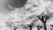 3bd26bfc-fd2f-468f-b7d4-cd9f7cb02055.gif