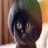 7bb7574840530872b05ea532441fac69.webp