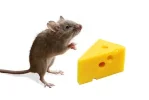 1783186754134.webp