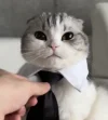 1790621195233.webp 1790621195233.webp