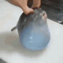 puffer.gif