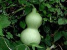 220px-Courge_encore_verte.jpg