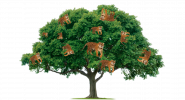 tigerTree.png