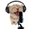 cat microphone.jpg