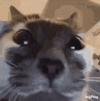 cat-stare (1).gif