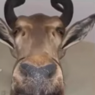 xDeerz