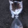 lilpures