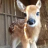 positivefawn