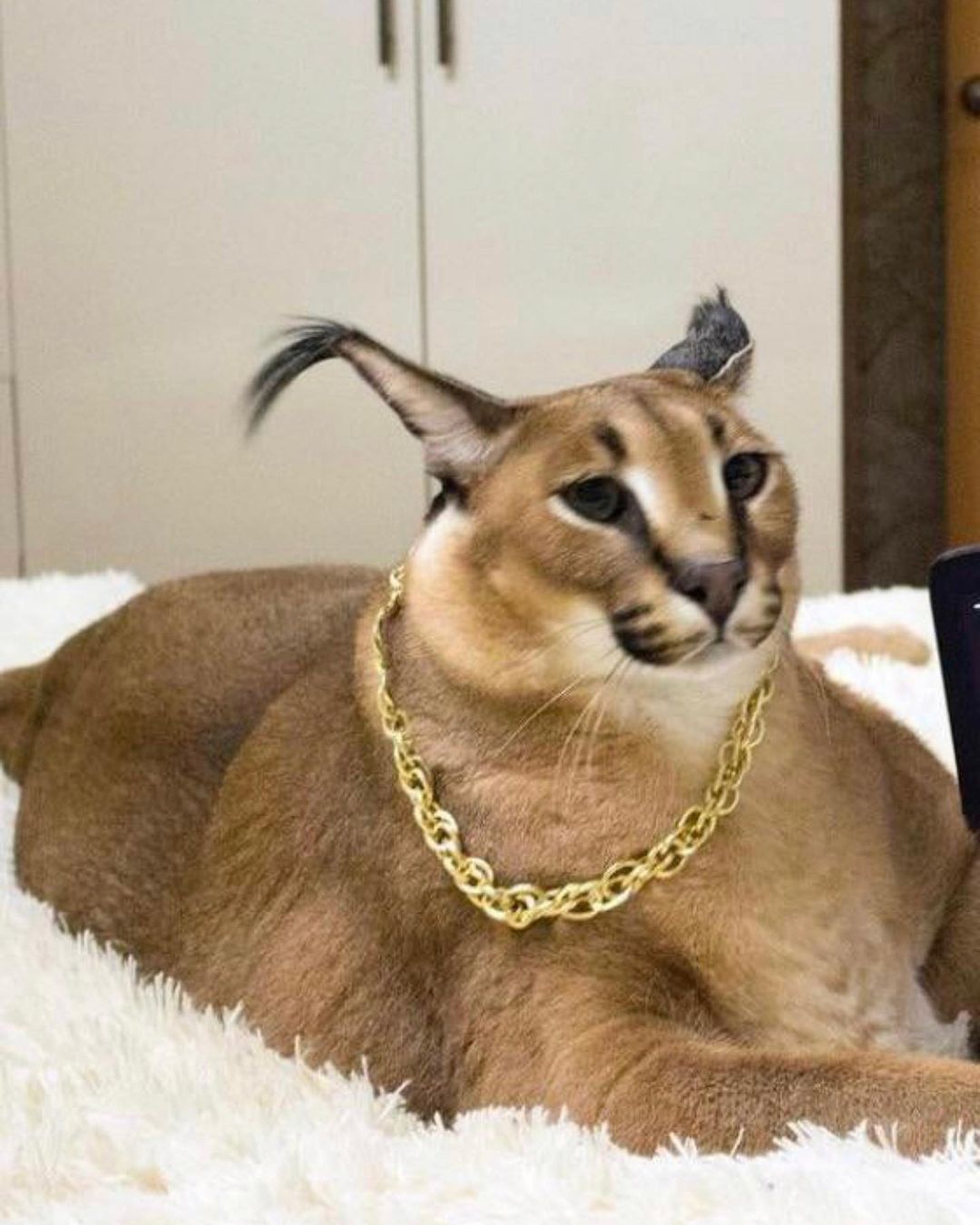Big Floppa в Instagram: «Biggie or big floppa?» in 2021 | Cute animals,  Caracal cat, Nature animals