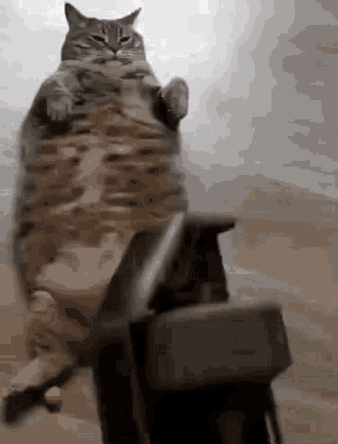 cat-flashbang.gif