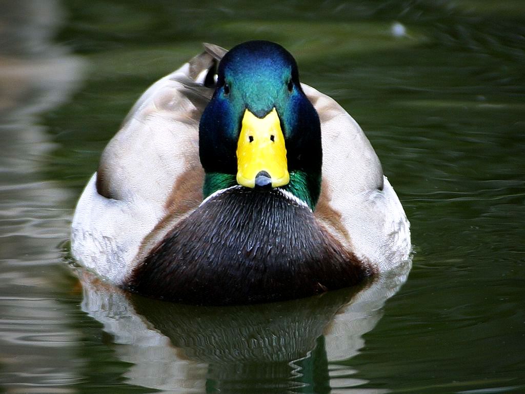 duck-1.jpg